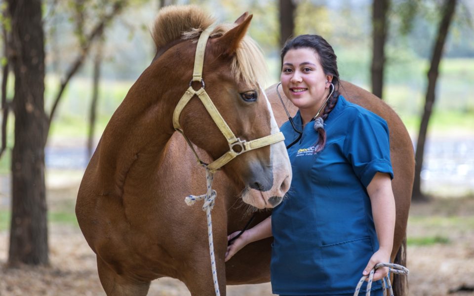 tecnico veterinario