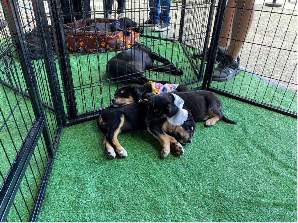 Cachorros en adopción Eco Green Fest