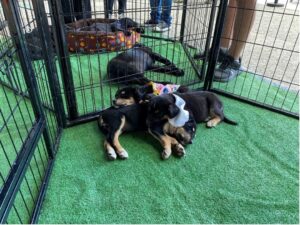 Cachorros en adopción Eco Green Fest