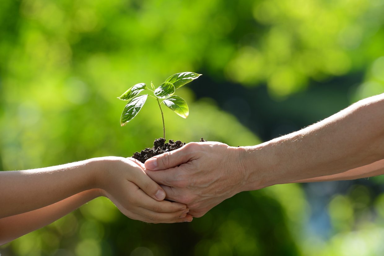 Manos sosteniendo una planta